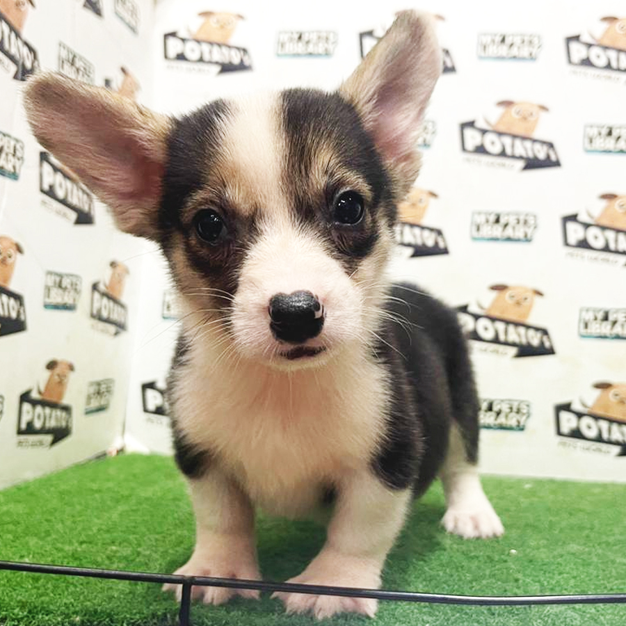 Welsh Corgi Puppy (Female) For Sale