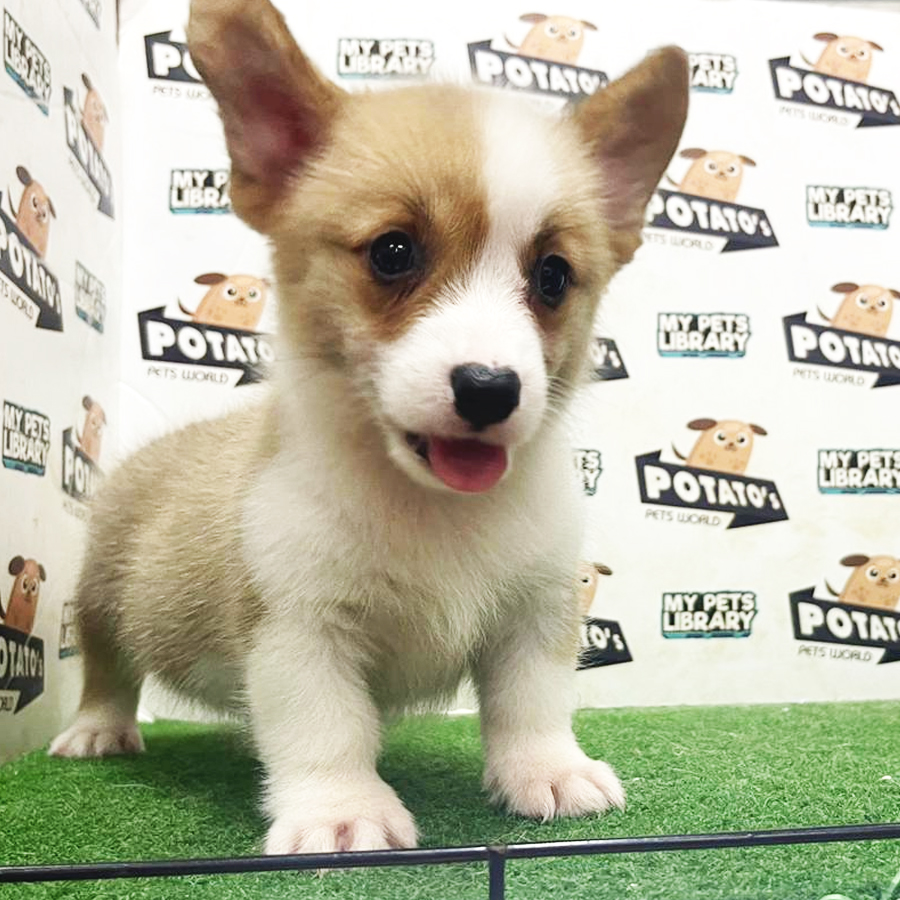 Welsh Corgi Puppy (Female) For Sale