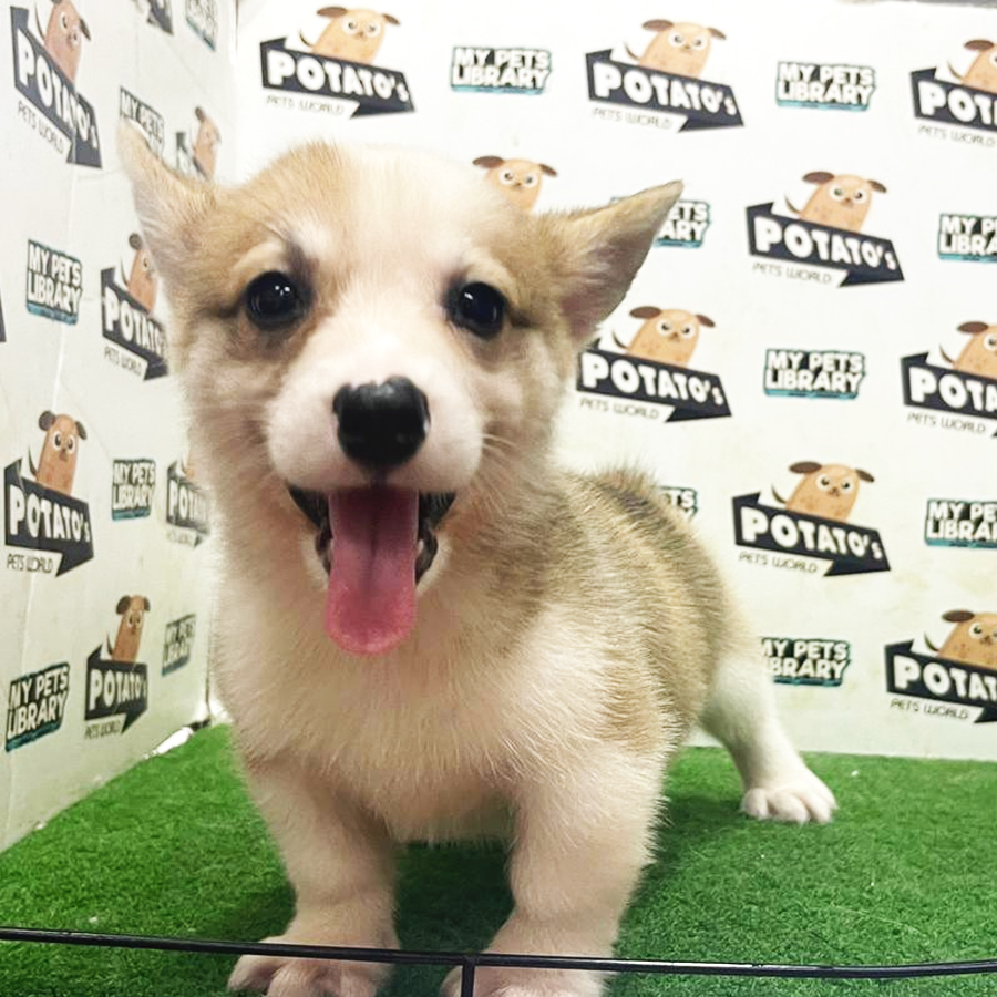 Welsh Corgi Puppy (Female) For Sale