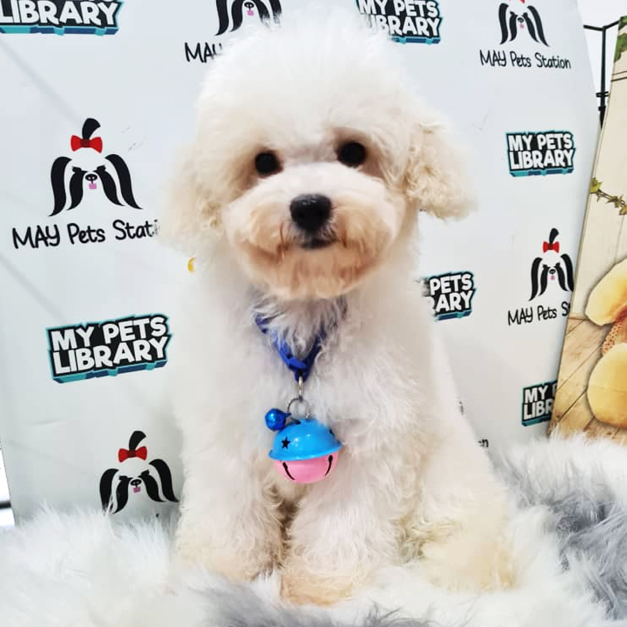 Toy Poodle Puppy (Male) For Sale