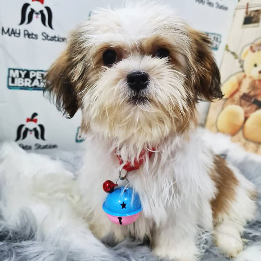 Shih Tzu Puppy (Female) For Sale