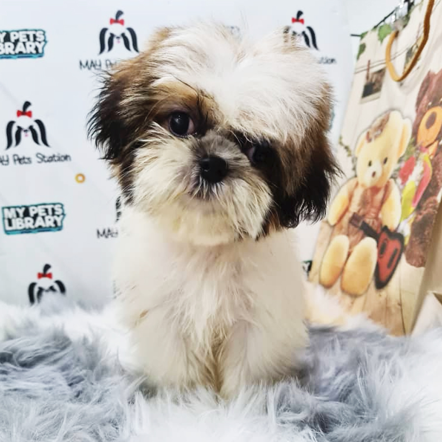 Shih Tzu Puppy (Female) For Sale