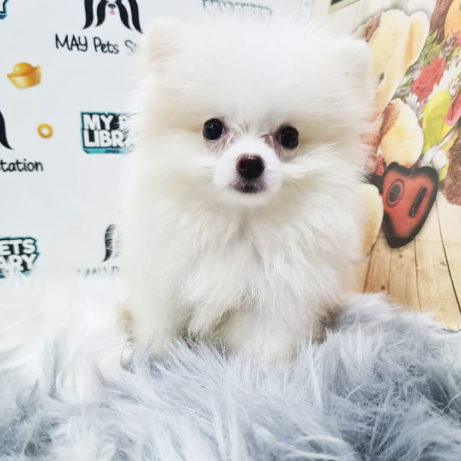 Pomeranian Puppy (Male) For Sale