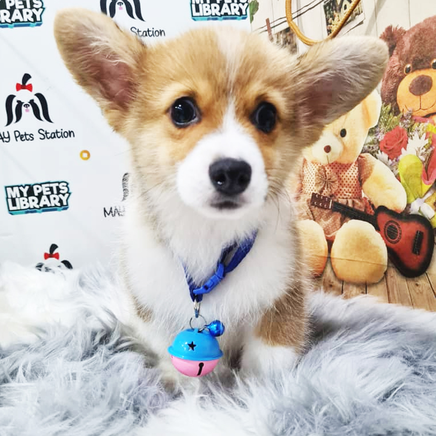 Welsh Corgi Puppy (Male) For Sale
