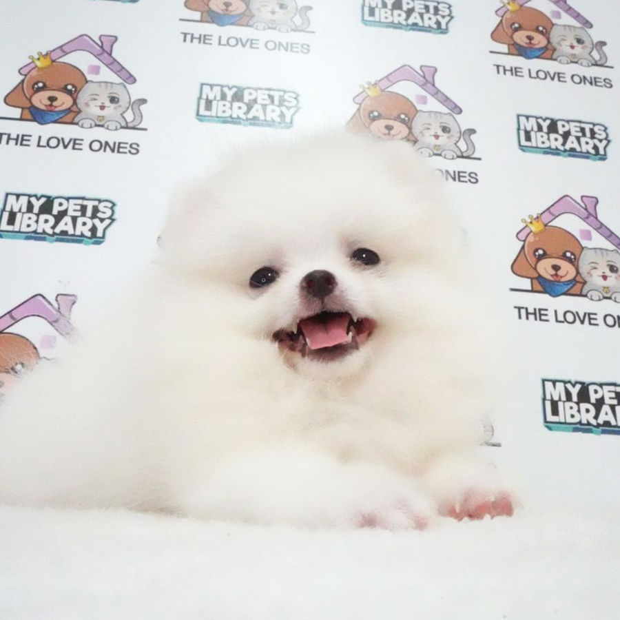 MKA Tiny Teacup Pomeranian Puppy (Female) For Sale
