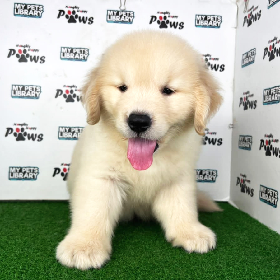 Golden Retriever Puppy (Male) For Sale