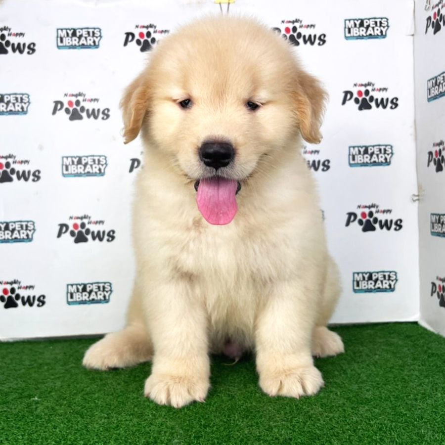 Golden Retriever Puppy (Male) For Sale