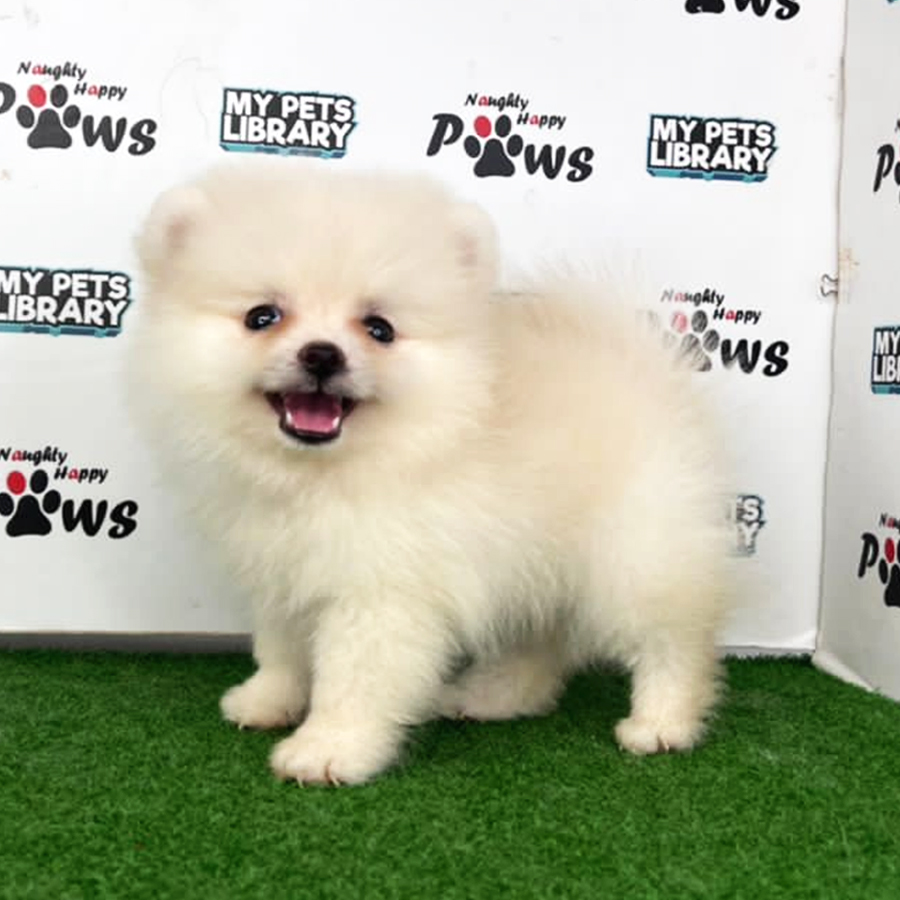 Pomeranian Puppy (Male) For Sale