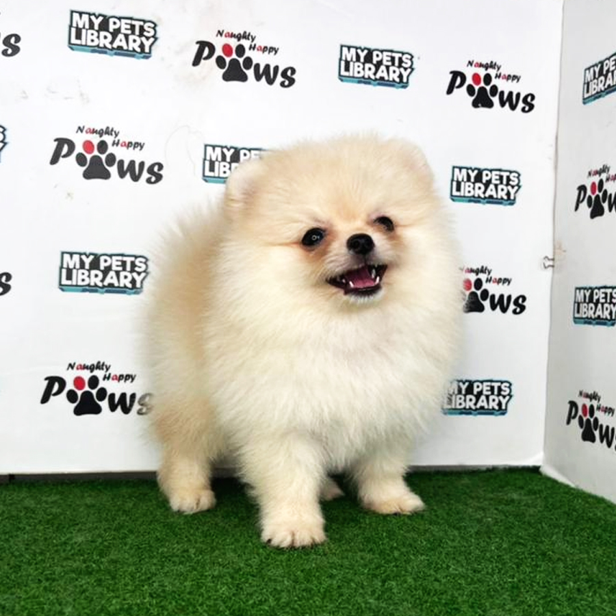 Pomeranian Puppy (Male) For Sale