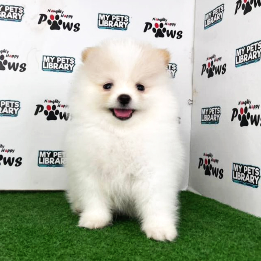 Pomeranian Puppy (Male) For Sale