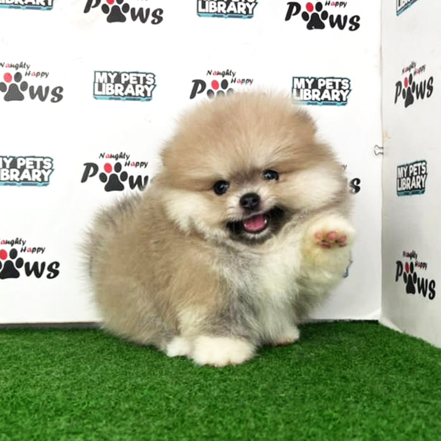 Pomeranian Puppy (Male) For Sale