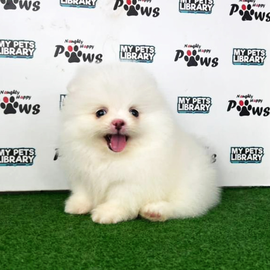 Pomeranian Puppy (Male) For Sale