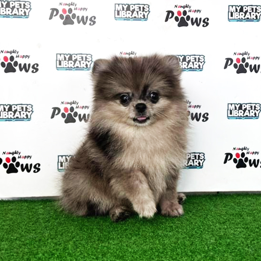Pomeranian Puppy (Female) For Sale