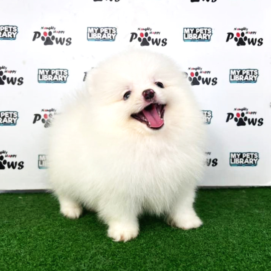 Pomeranian Puppy (Female) For Sale