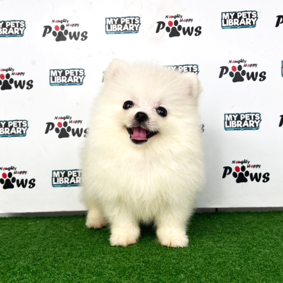 Pomeranian Puppy (Female) For Sale