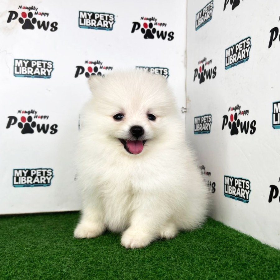 Pomeranian Puppy (Female) For Sale