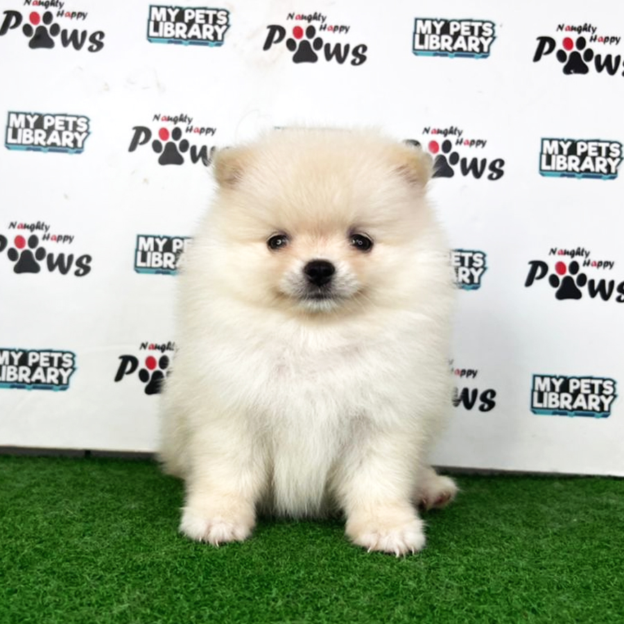 Pomeranian Puppy (Female) For Sale