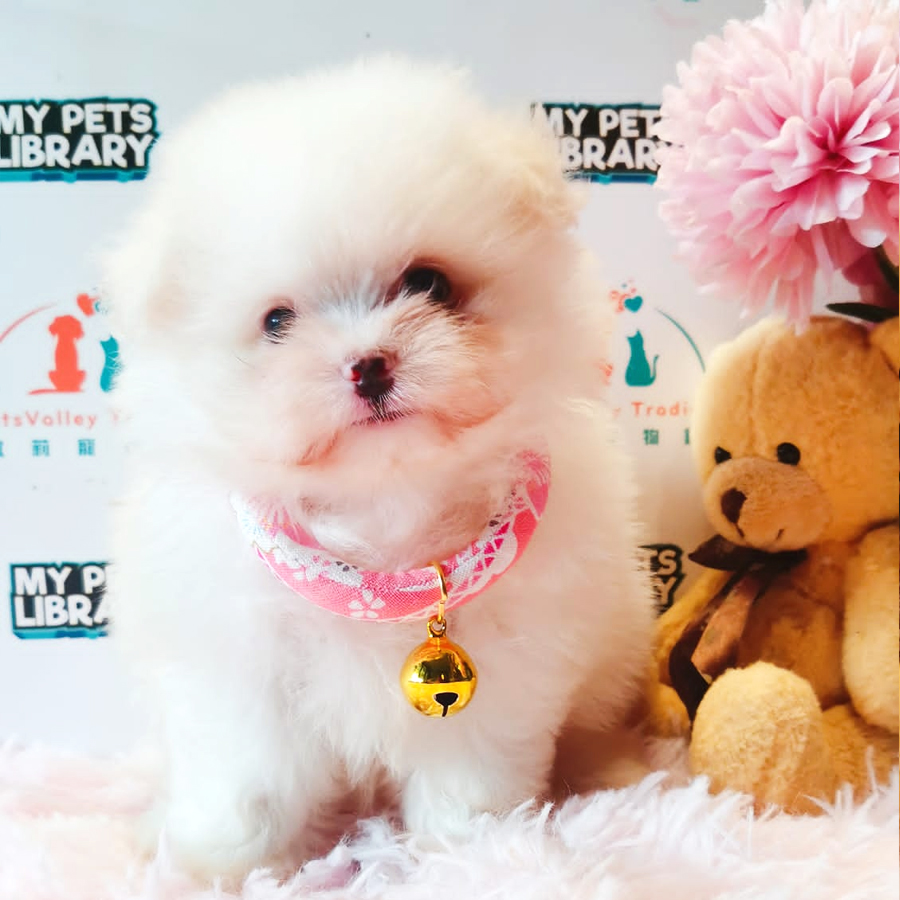 Maltipoo Puppy (Male) For Sale