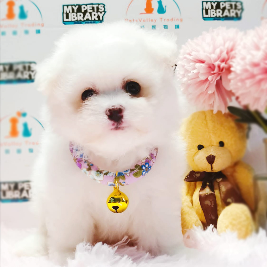Maltipoo Puppy (Male) For Sale