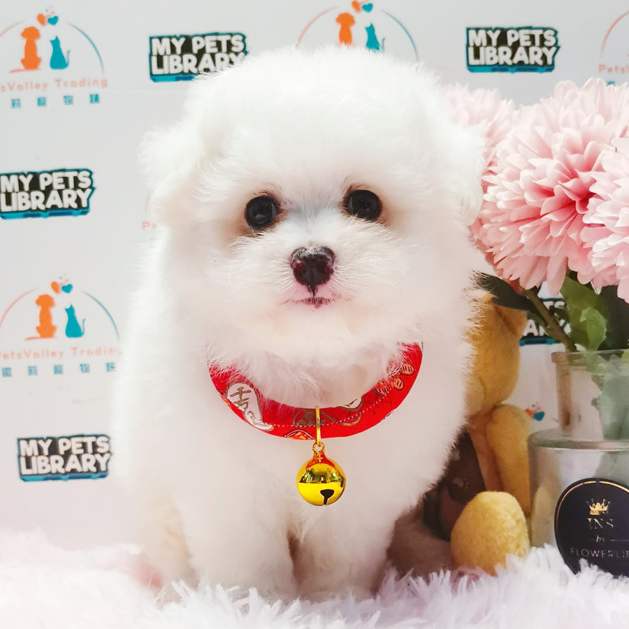 Maltipoo Puppy (Male) For Sale