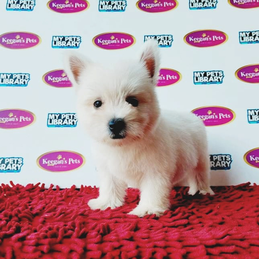 MKA West Highland White Terrier Puppy (Female) For Sale