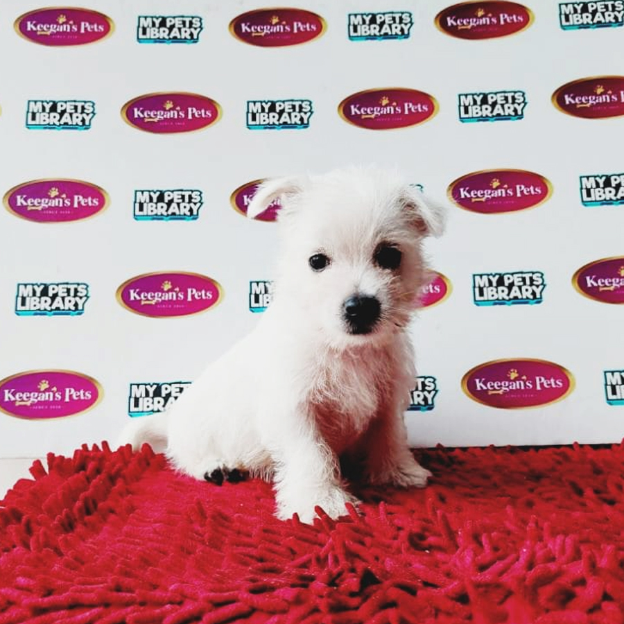 MKA West Highland White Terrier Puppy (Male) For Sale