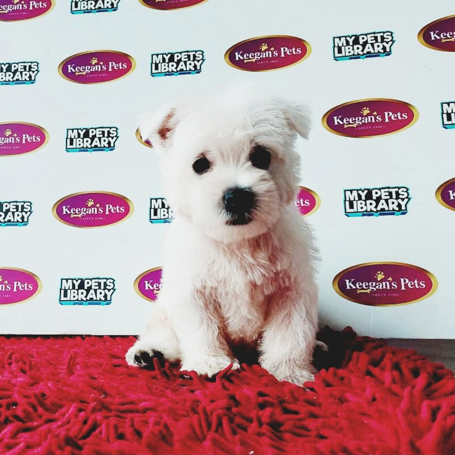 MKA West Highland White Terrier Puppy (Male) For Sale