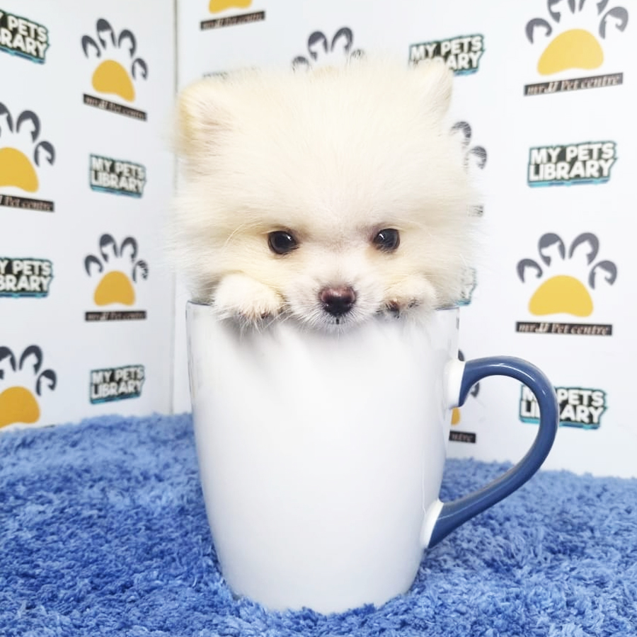 Pomeranian Puppy (Male) For Sale