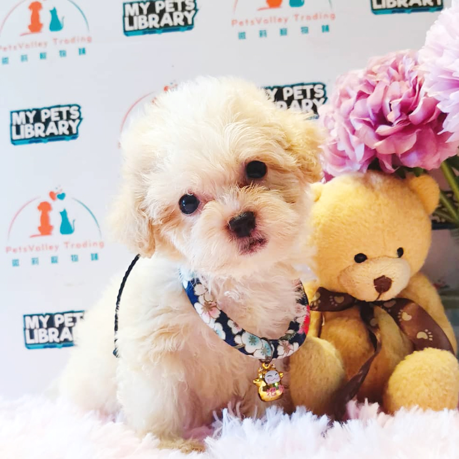 Maltipoo Puppy (Male) For Sale