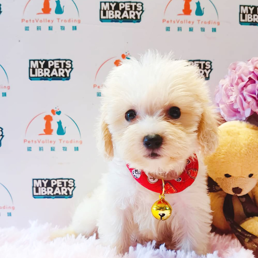 Maltipoo Puppy (Male) For Sale