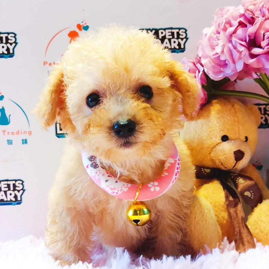 Maltipoo Puppy (Female) For Sale