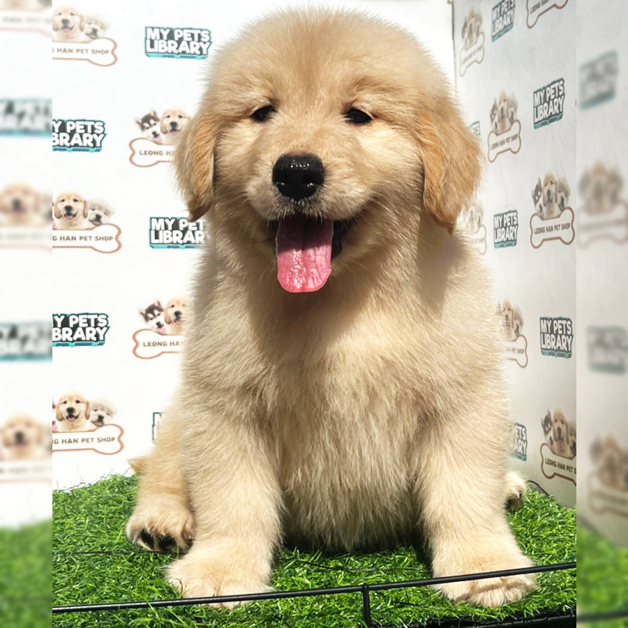 Golden Retriever Puppy (Female) For Sale