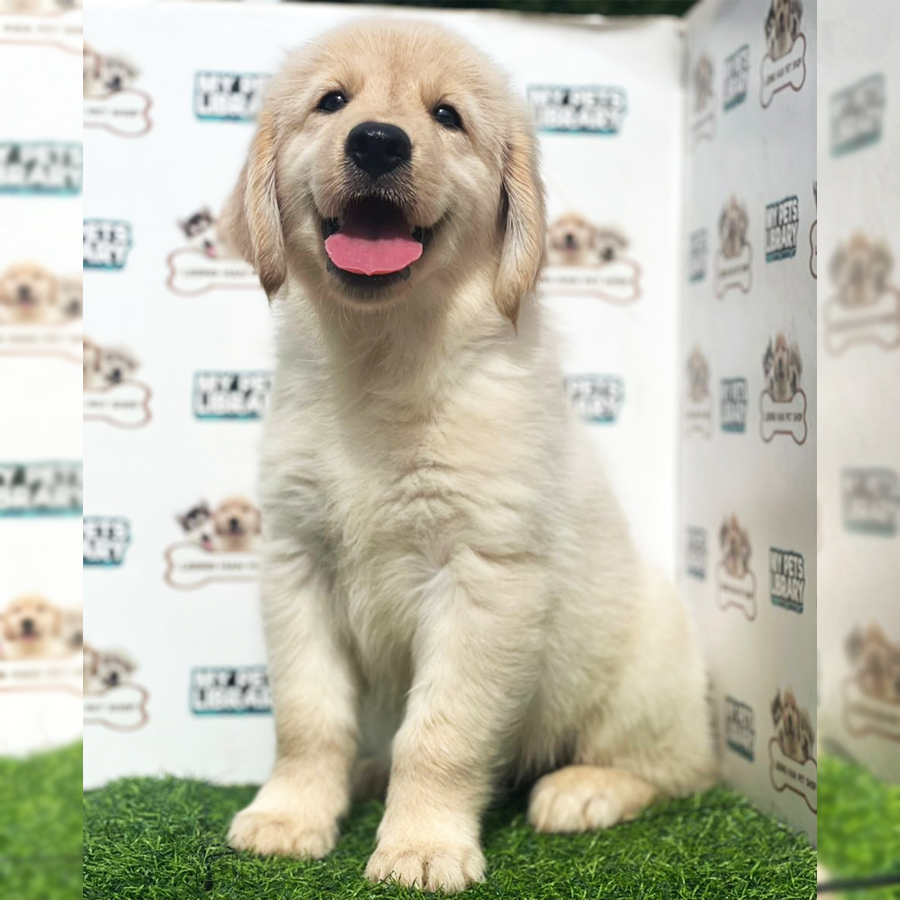 Golden Retriever Puppy (Female) For Sale