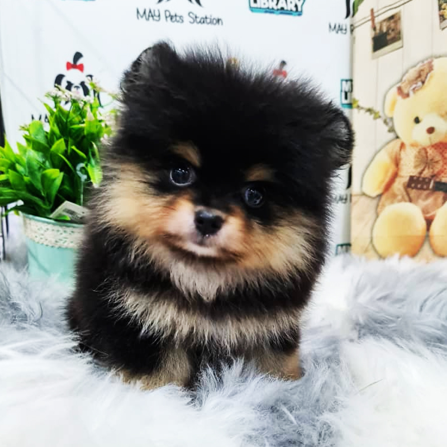 Tiny Pomeranian Puppy (Female) For Sale