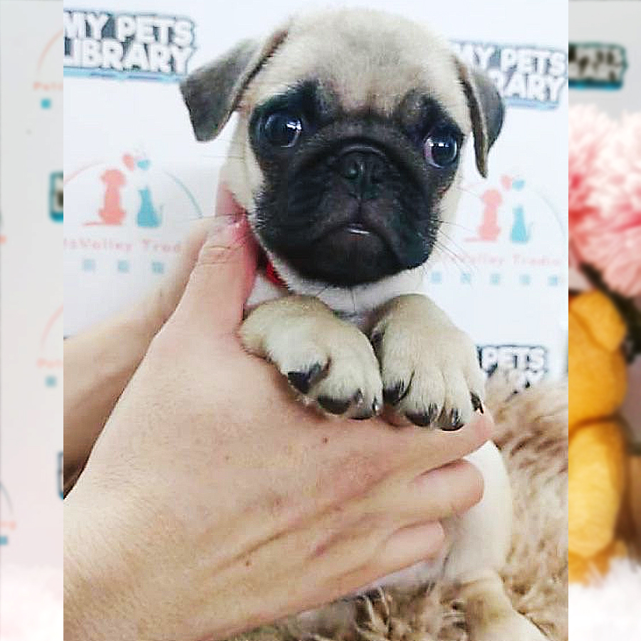 Pug Puppy (Male) For Sale