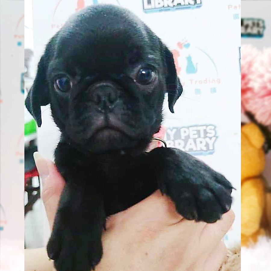 Pug Puppy (Female) For Sale