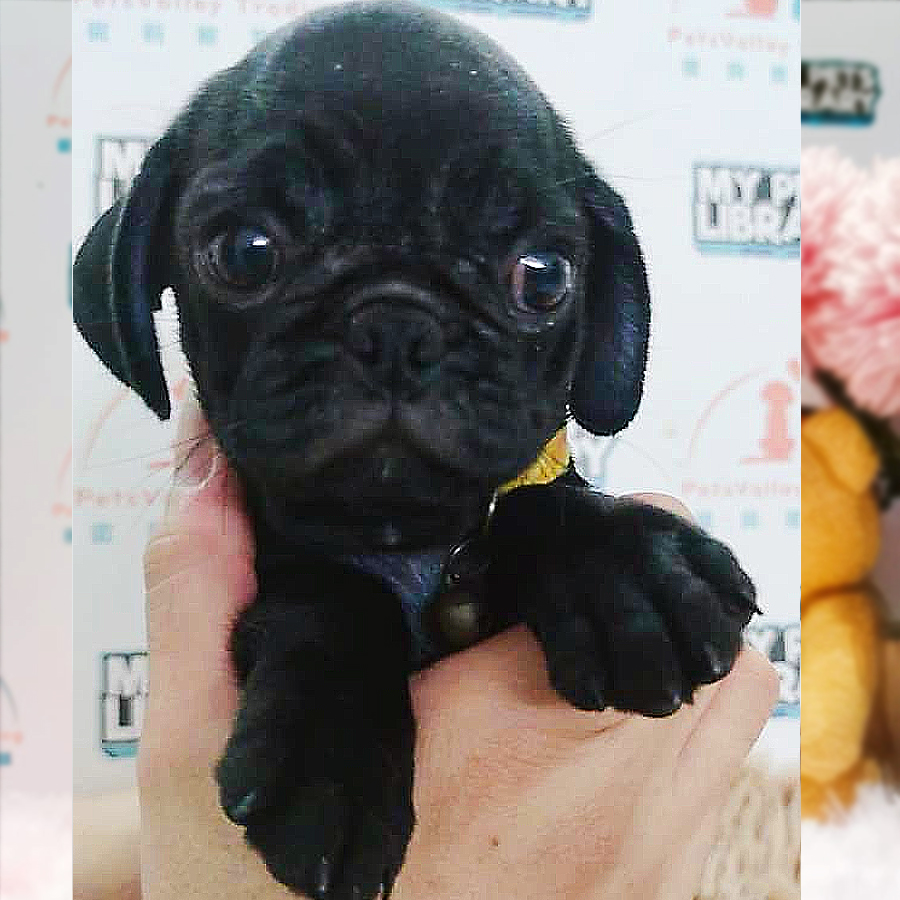 Pug Puppy (Female) For Sale
