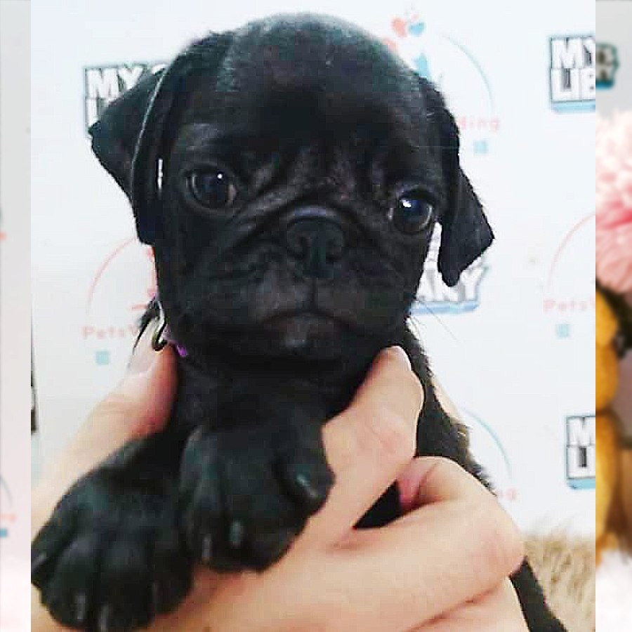 Pug Puppy (Male) For Sale