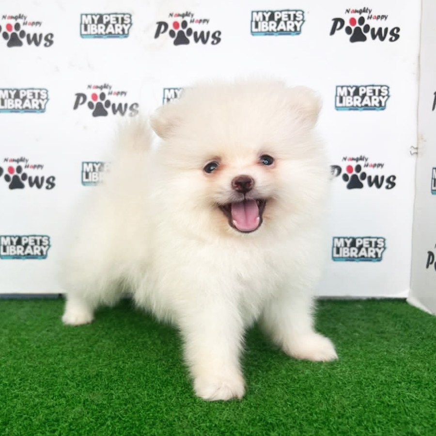 Pomeranian Puppy (Male) For Sale