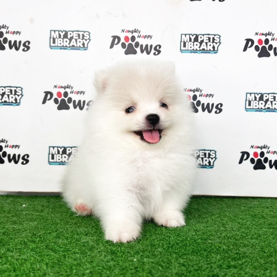 Pomeranian Puppy (Male) For Sale