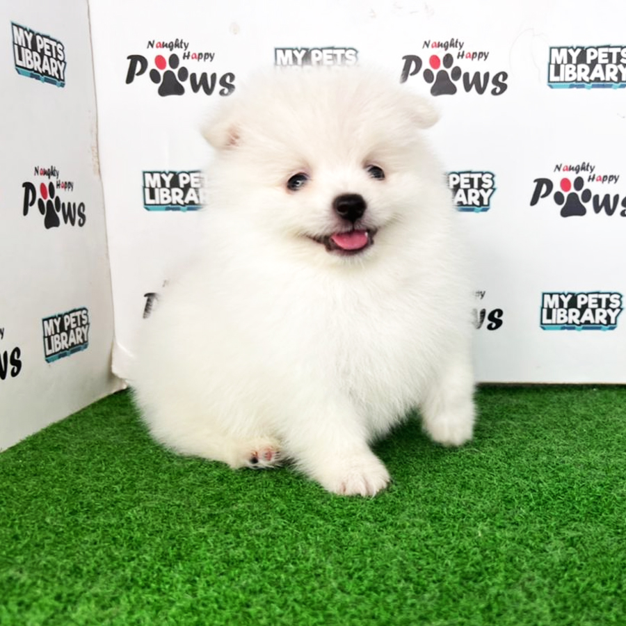 Pomeranian Puppy (Male) For Sale