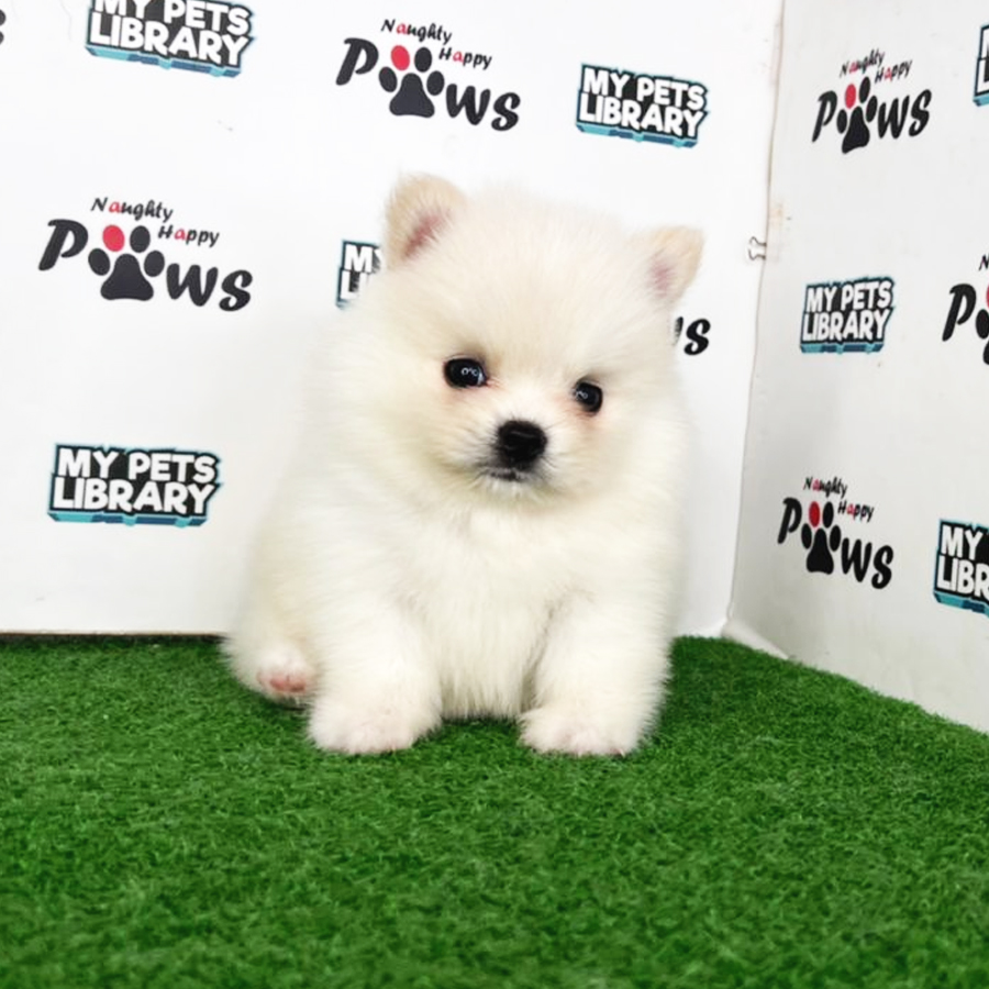 Pomeranian Puppy (Male) For Sale