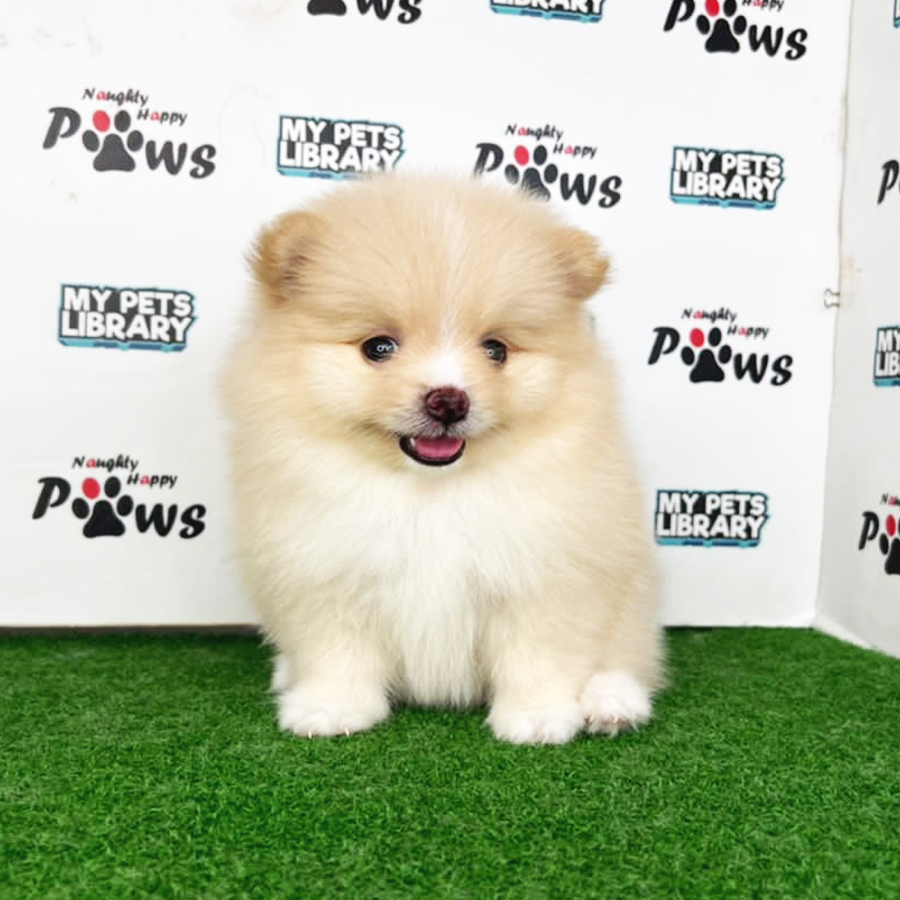 Pomeranian Puppy (Female) For Sale
