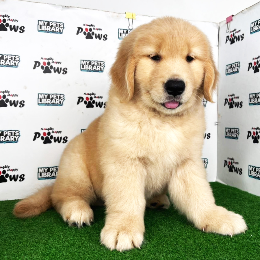 Golden Retriever Puppy (Female) For Sale