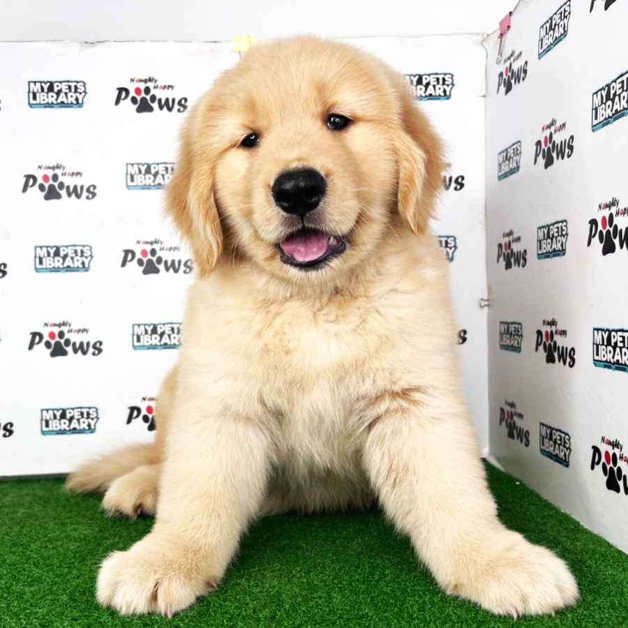 Golden Retriever Puppy (Male) For Sale