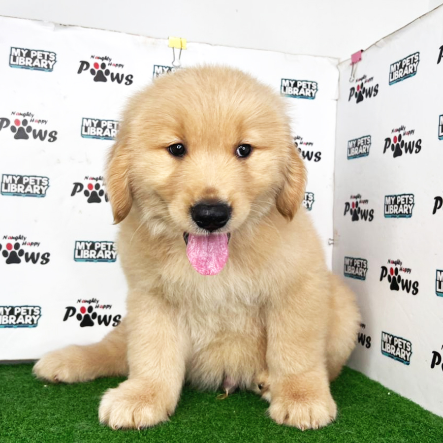 Golden Retriever Puppy (Male) For Sale