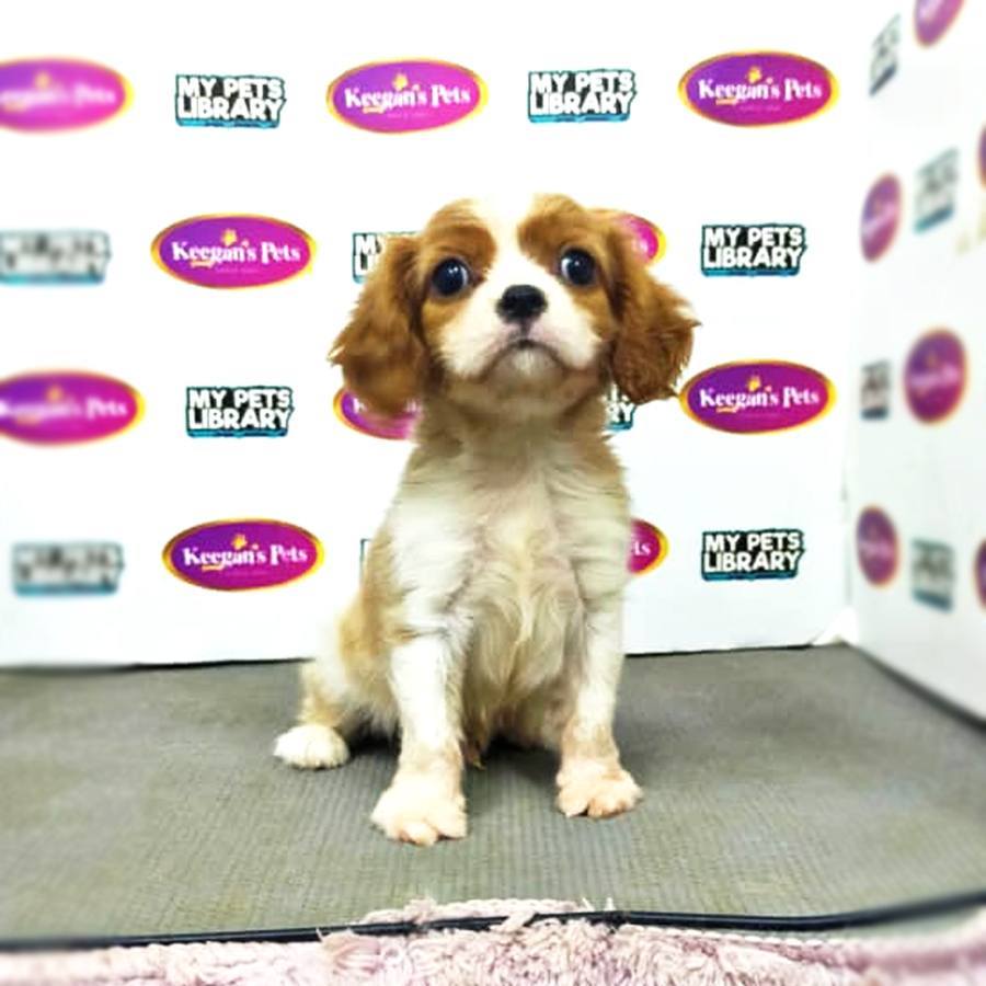 MKA Cavalier King Charles Spaniel Puppy (Male) For Sale