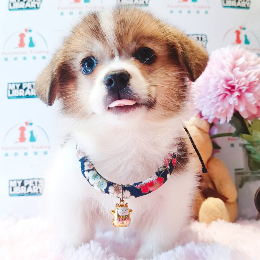 Welsh Corgi Puppy (Male) For Sale
