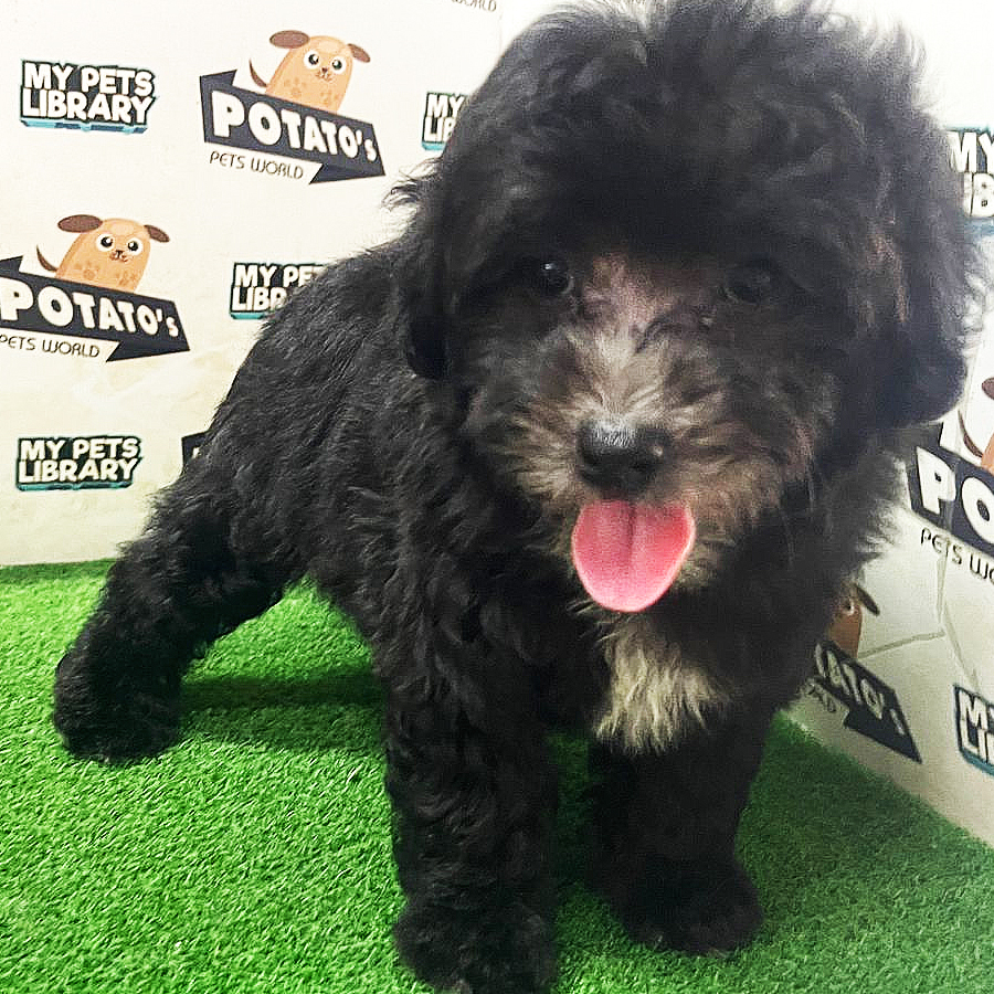 Toy Poodle Puppy (Male) For Sale
