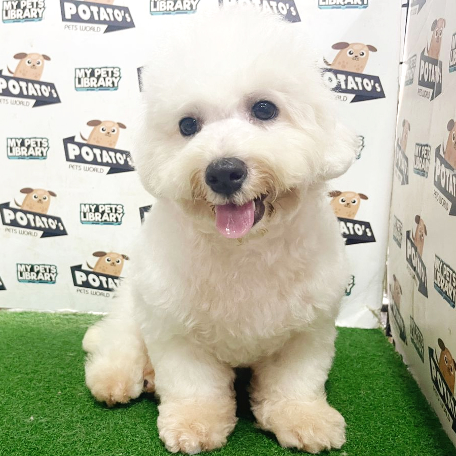 Bichon Puppy (Male) For Sale